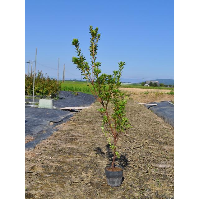 サツキ 0 5m15cmポット 1本 1年間枯れ保証 低木 トオヤマグリーン 通販 Yahoo ショッピング