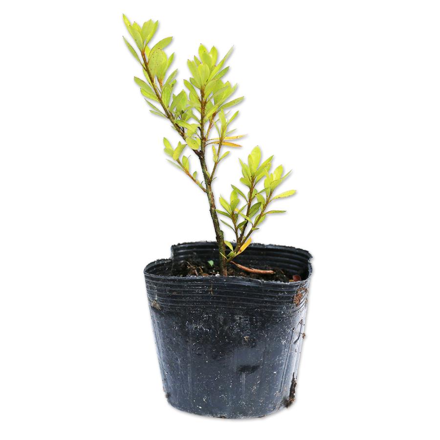 サツキ サツマベニ 0 2m10 5cmポット 1本 1年間枯れ保証 低木 トオヤマグリーン 通販 Yahoo ショッピング