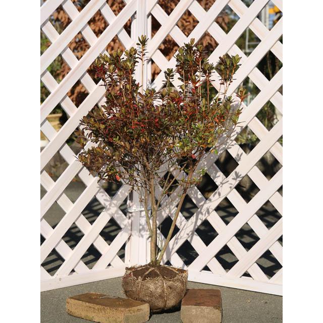 サツキ サツマベニ 0 3m露地 14本セット 送料無料 1年間枯れ保証 低木