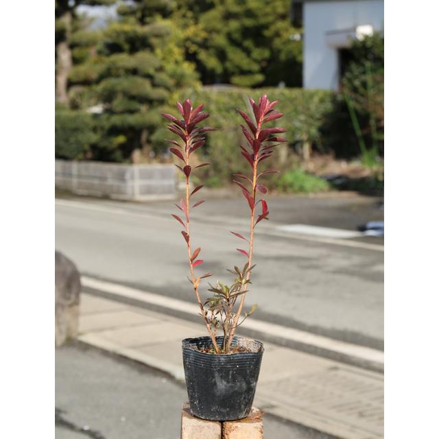 楽天 サツキ サツマベニ 0 4m10 5cmポット 25本セット 送料無料 1年間枯れ保証 低木 魅力的な Www Simon Page Com