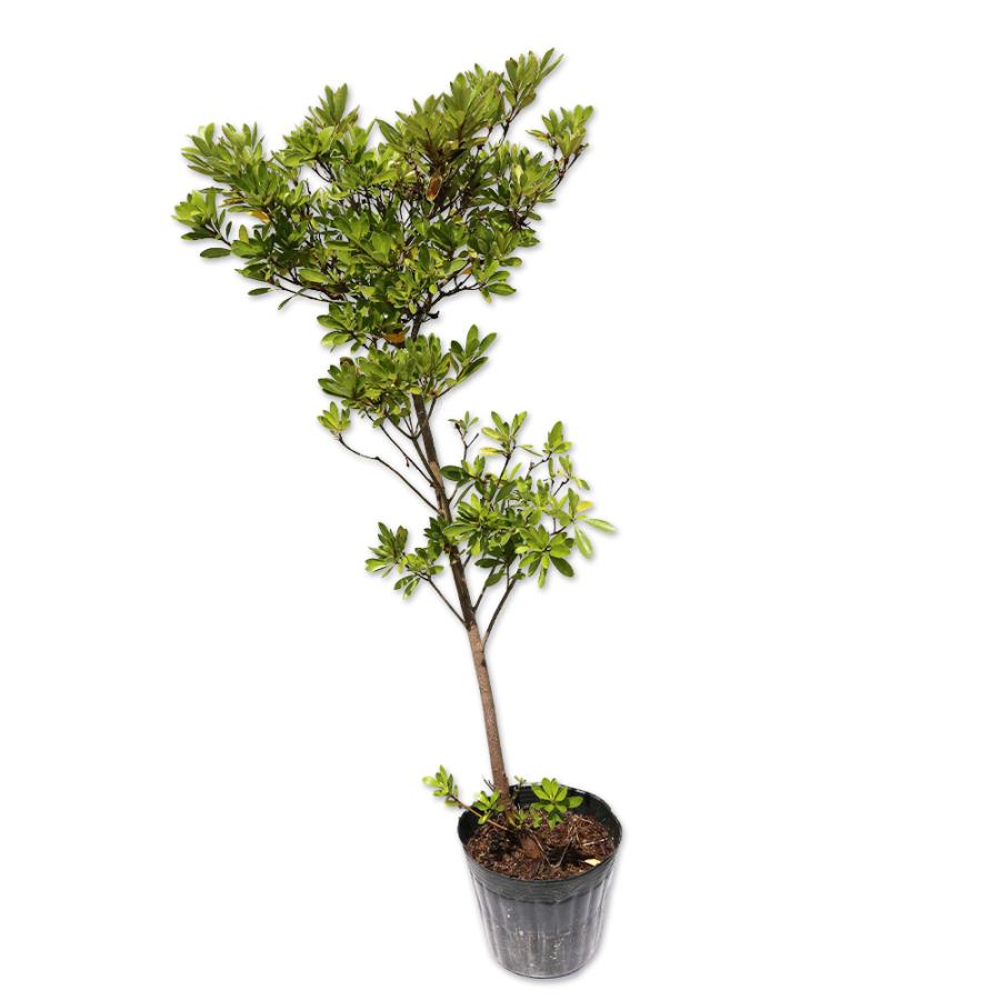 楽天市場 サツキ サツマベニ 0 5m15cmポット 12本セット 送料無料 1年間枯れ保証 低木 柔らかい Nooitmeergrasmaaien Be