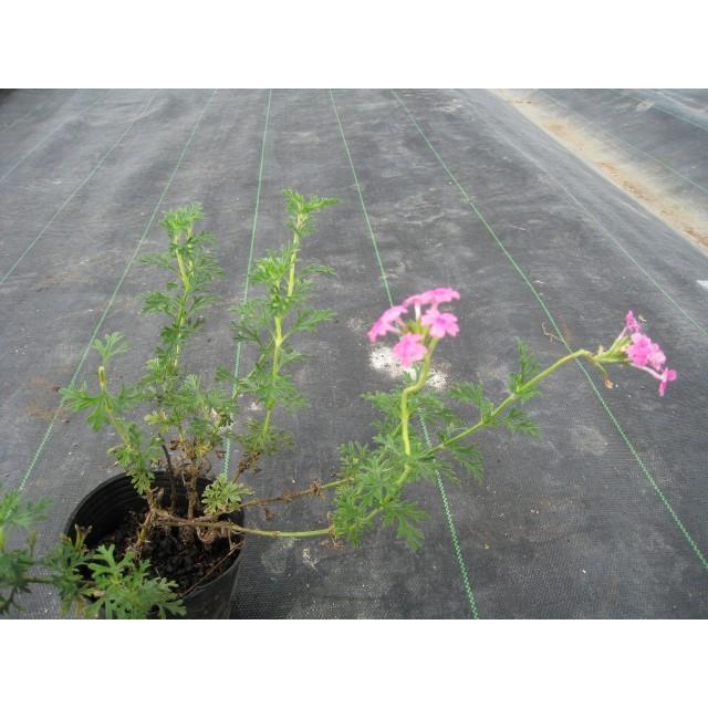 宿根バーベナ 9 0cmポット 1本 1年間枯れ保証 下草 トオヤマグリーン 通販 Yahoo ショッピング