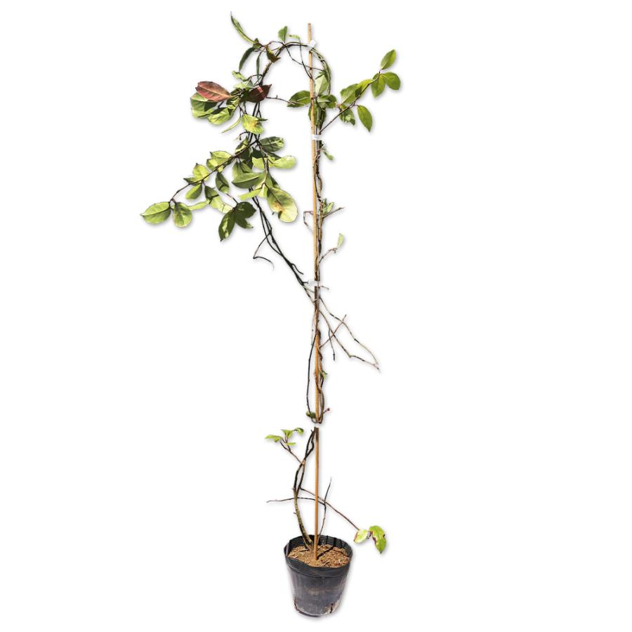 大注目 サネカズラ 2 0m長尺15cmポット 1本 1年間枯れ保証 つる性 偉大な Www Simon Page Com