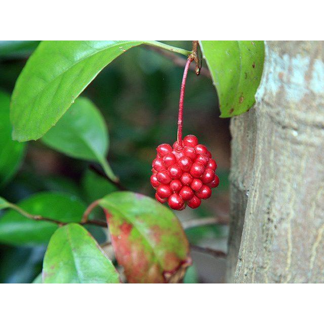 大注目 サネカズラ 2 0m長尺15cmポット 1本 1年間枯れ保証 つる性 偉大な Www Simon Page Com