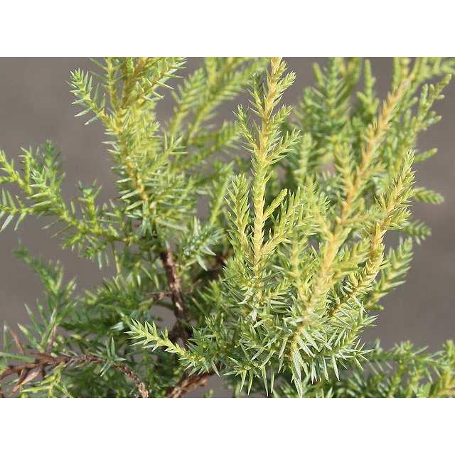 セイブロックゴールド 9 0cmポット 1本 1年間枯れ保証 コニファー トオヤマグリーン 通販 Yahoo ショッピング