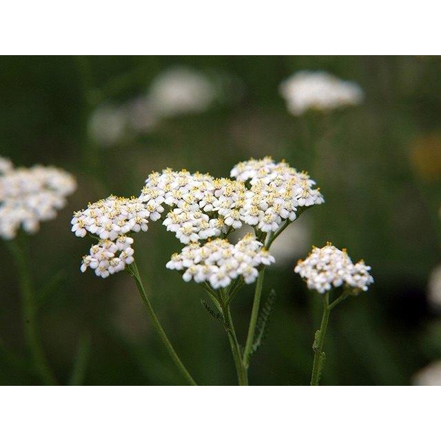 出荷 ヤロー 9 0cmポット 1本 1年間枯れ保証 ハーブ Wantannas Go Id