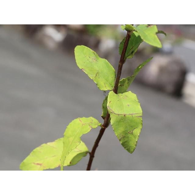 サラサウツギ 0 5m10 5cmポット 1本 当日出荷 1年間枯れ保証 春に花が咲く木 トオヤマグリーン 通販 Yahoo ショッピング