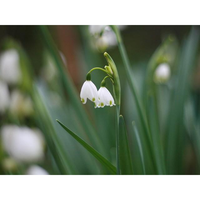 スイセン スノーフレーク 10 5cmポット 35本セット 送料無料 当日出荷 1年間枯れ保証 球根 トオヤマグリーン 通販 Yahoo ショッピング