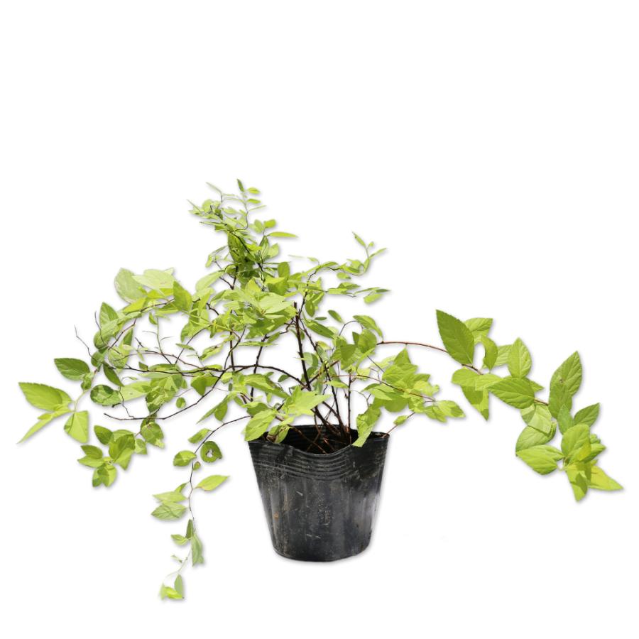 格安販売中 シモツケ ライムマウンド 10 5cmポット 1本 1年間枯れ保証 夏に花が咲く木 Whitesforracialequity Org