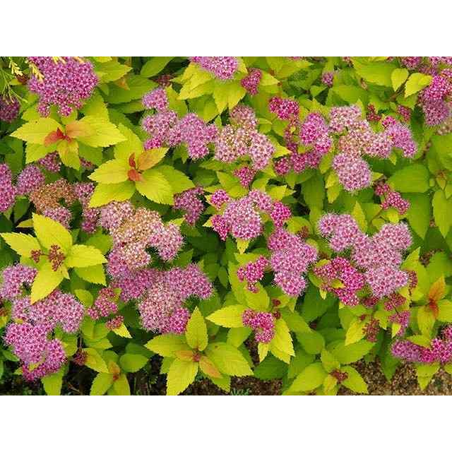 格安販売中 シモツケ ライムマウンド 10 5cmポット 1本 1年間枯れ保証 夏に花が咲く木 Whitesforracialequity Org