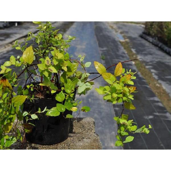 格安販売中 シモツケ ライムマウンド 10 5cmポット 1本 1年間枯れ保証 夏に花が咲く木 Whitesforracialequity Org