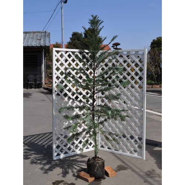 楽天ランキング1位 ジュラシックツリー 2 0m露地 1本 1年間枯れ保証 雑木 3159 トオヤマグリーン 通販 Yahoo ショッピング 豪華 Southpointbd Com