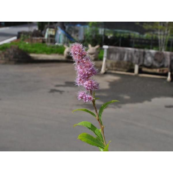 ホザキシモツケ 15cmポット 1本 1年間枯れ保証 夏に花が咲く木 トオヤマグリーン 通販 Yahoo ショッピング