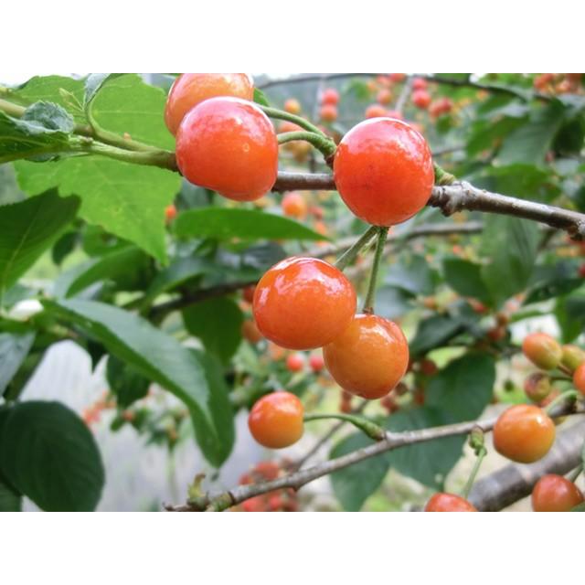 サクランボ 暖地さくらんぼ 1 2m露地 1本 1年間枯れ保証 葉や形を楽しむ木 Khabarbani Com