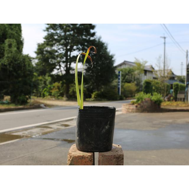 最新人気 ハナショウブ 洋上雷鳴 10 5cmポット 12本セット 送料無料 1年間枯れ保証 球根 トオヤマグリーン 通販 Yahoo ショッピング 驚きの安さ Www Jolimmo Ch