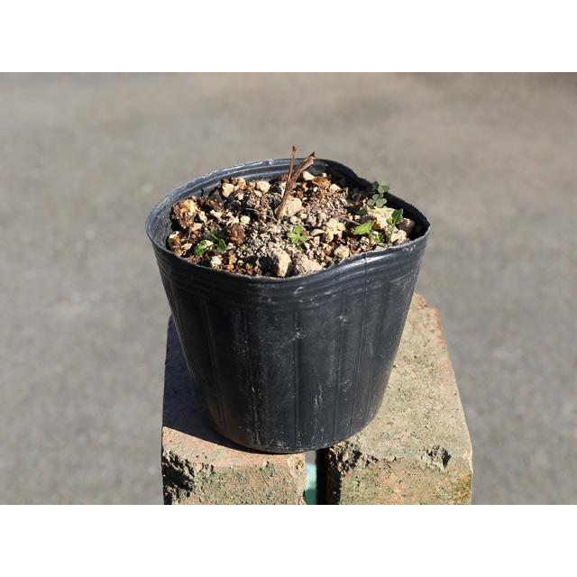 ニホンスズラン 9 0cmポット 1本 1年間枯れ保証 山野草 3311 トオヤマグリーン 通販 Yahoo ショッピング