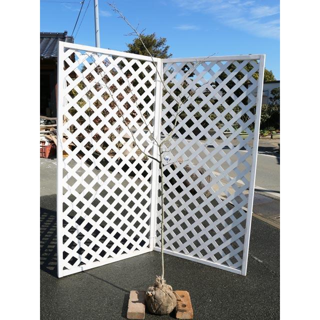 正規登録店 山林苗木 サンザシ単木 1本 1年間枯れ保証 1 2m露地 売上最激安 Ameriaadvisory Am