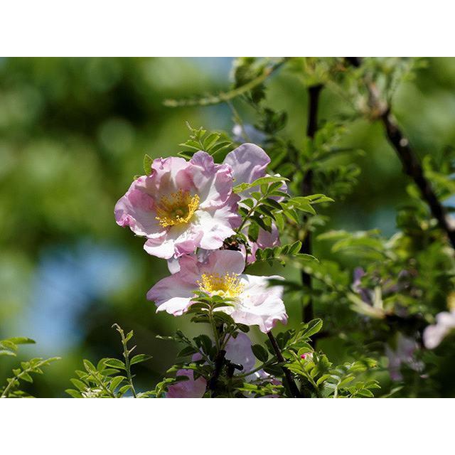 サンショウバラ 10 5cmポット 1本 1年間枯れ保証 つる性 トオヤマグリーン 通販 Yahoo ショッピング