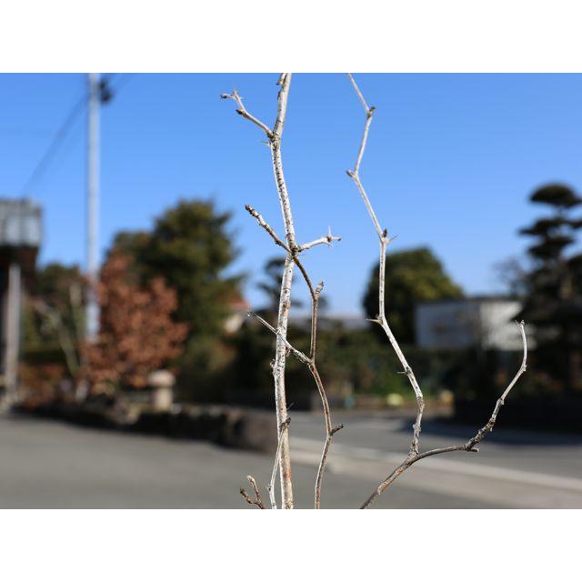 サンショウバラ 10 5cmポット 1本 1年間枯れ保証 つる性 トオヤマグリーン 通販 Yahoo ショッピング