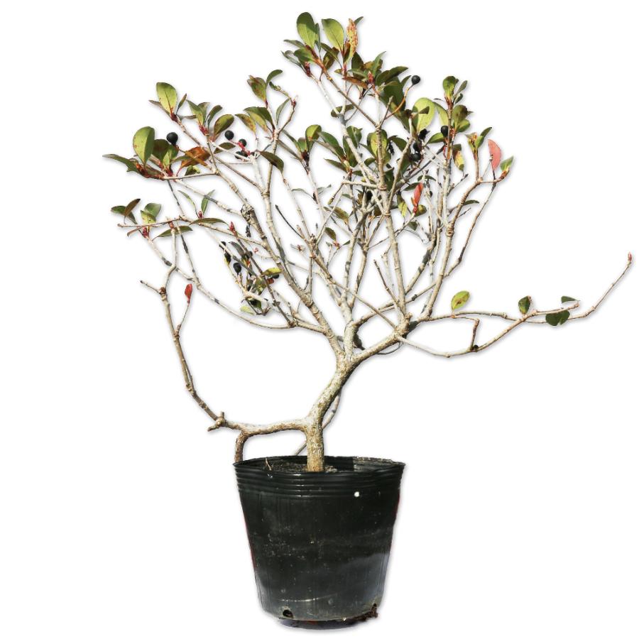 ベニバナシャリンバイ コーテスクリムソン 0 2m 15cmポット 5個 苗 トオヤマグリーン 通販 Yahoo ショッピング