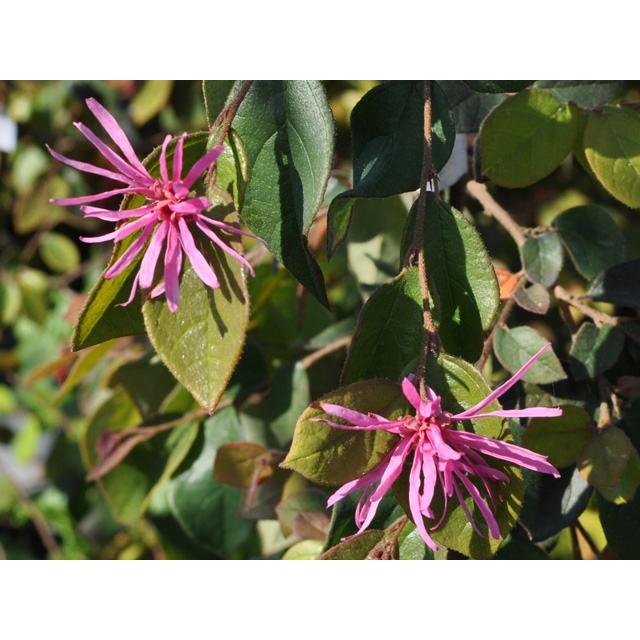 トキワマンサク青葉赤花 1 0m15cmポット 1本 1年間枯れ保証 生垣樹木 トオヤマグリーン 通販 Yahoo ショッピング