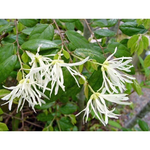 トキワマンサク青葉白花 0 6m15cmポット 1本 1年間枯れ保証 生垣樹木 トオヤマグリーン 通販 Yahoo ショッピング