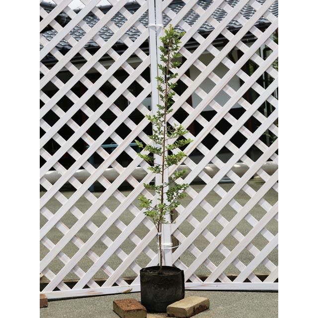 トキワマンサク青葉白花 1 2m露地 3本セット 送料無料 1年間枯れ保証 生垣樹木 トオヤマグリーン 通販 Yahoo ショッピング