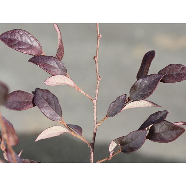 トキワマンサク赤葉赤花 0 2m10 5cmポット 1本 1年間枯れ保証 生垣樹木 トオヤマグリーン 通販 Yahoo ショッピング