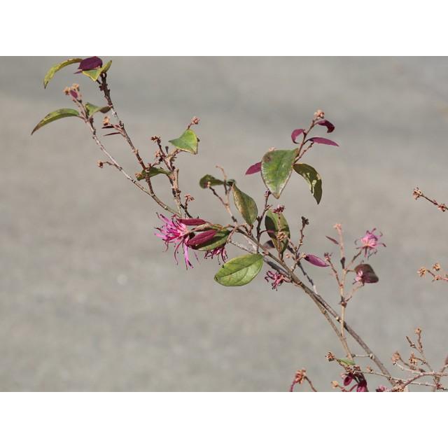トキワマンサク赤葉赤花 0 2m10 5cmポット 1本 1年間枯れ保証 生垣樹木 トオヤマグリーン 通販 Yahoo ショッピング