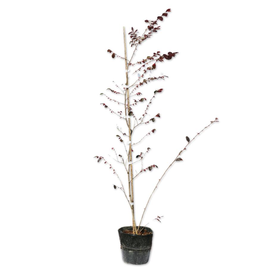 トキワマンサク赤葉赤花 0 8m15cmポット 1本 当日出荷 1年間枯れ保証 生垣樹木 トオヤマグリーン 通販 Yahoo ショッピング