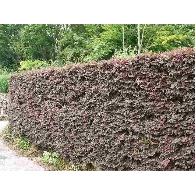 トキワマンサク赤葉ピンク花 0 8m15cmポット 1本 当日出荷 1年間枯れ保証 生垣樹木 トオヤマグリーン 通販 Yahoo ショッピング