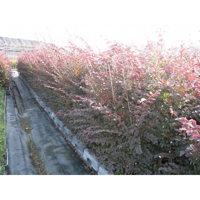 新発売の トキワマンサク赤葉ピンク花 1 2m露地 3本セット 送料無料 1年間枯れ保証 生垣樹木 公式 Greenzonwheelz Com