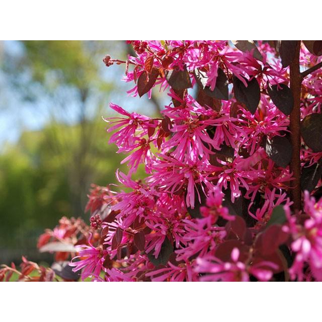 900円 爆安 トキワマンサク赤葉ピンク花 2 0m露地 2本セット 送料無料 翌日出荷 1年間枯れ保証 シンボルツリー常緑