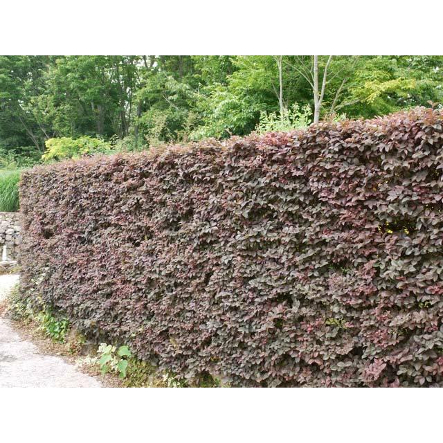 トキワマンサク赤葉ピンク花 2 5m露地 1本 1年間枯れ保証 シンボルツリー常緑 トオヤマグリーン 通販 Yahoo ショッピング