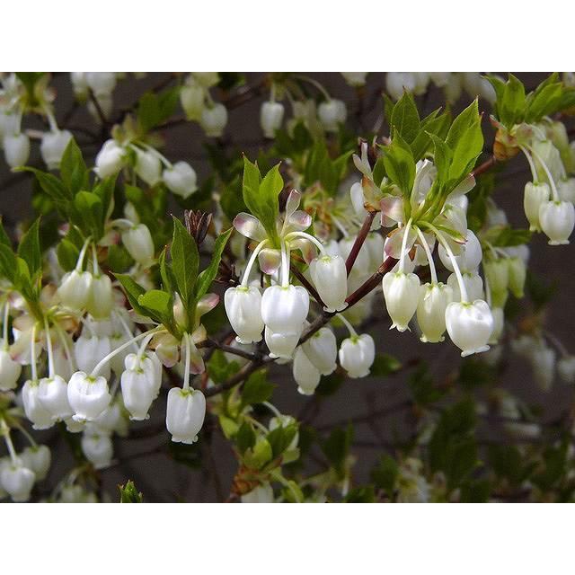 ドウダンツツジ 0 6m15cmポット 1本 当日出荷 1年間枯れ保証 春に花が咲く木 トオヤマグリーン 通販 Yahoo ショッピング