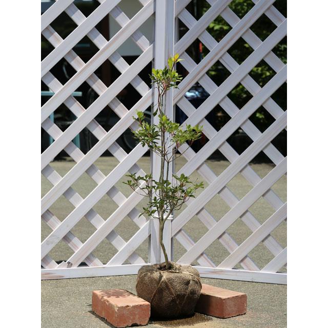 ドウダンツツジ 0 6m露地 3本セット 送料無料 翌日出荷 1年間枯れ保証 春に花が咲く木 トオヤマグリーン 通販 Yahoo ショッピング