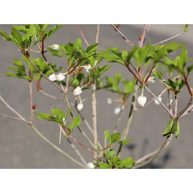 ドウダンツツジ 0 6m露地 1本 翌日出荷 1年間枯れ保証 春に花が咲く木 トオヤマグリーン 通販 Yahoo ショッピング