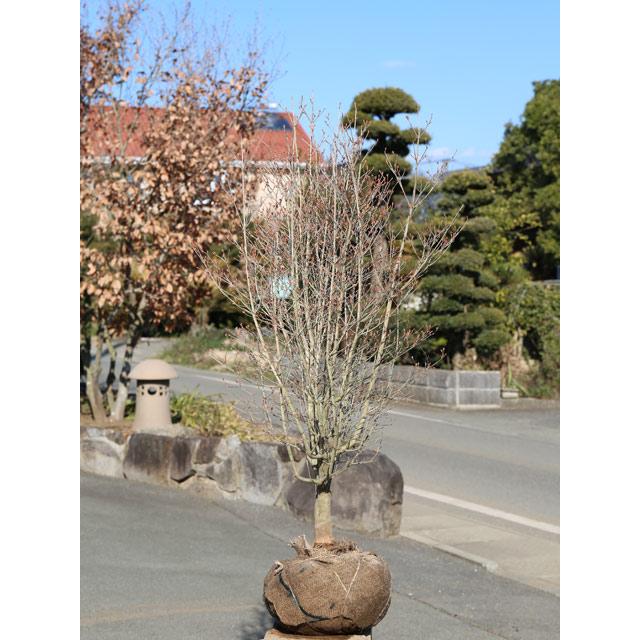 ドウダンツツジ 1 2m露地 2本セット 送料無料 1年間枯れ保証 春に花が咲く木 トオヤマグリーン 通販 Yahoo ショッピング