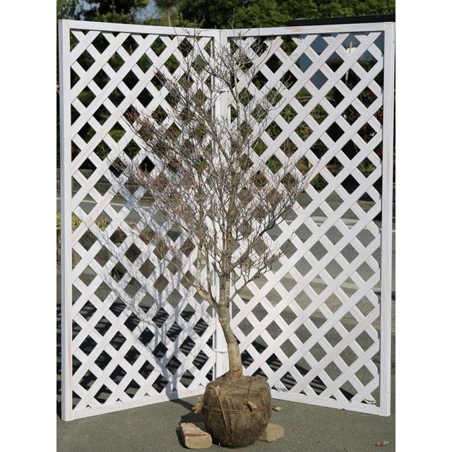 ドウダンツツジ 苗木 植木 1 5m露地 1年間枯れ保証 2本セット 送料無料 1