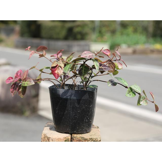 ハツユキカズラ 9 0cmポット 1本 1年間枯れ保証 つる性 トオヤマグリーン 通販 Yahoo ショッピング