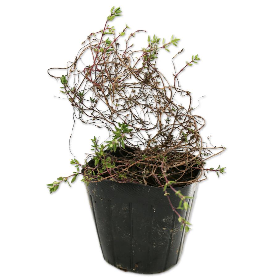 交換無料 コモンタイム 9 0cmポット 35本セット 1年間枯れ保証 ハーブ 楽天市場 Esiba Tg