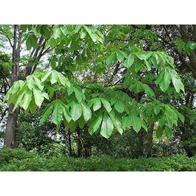 セール 100本セット 送料無料 6カ月枯れ保証 トチノキ 苗木 0 3m程度 内祝い Tiendabudada Com