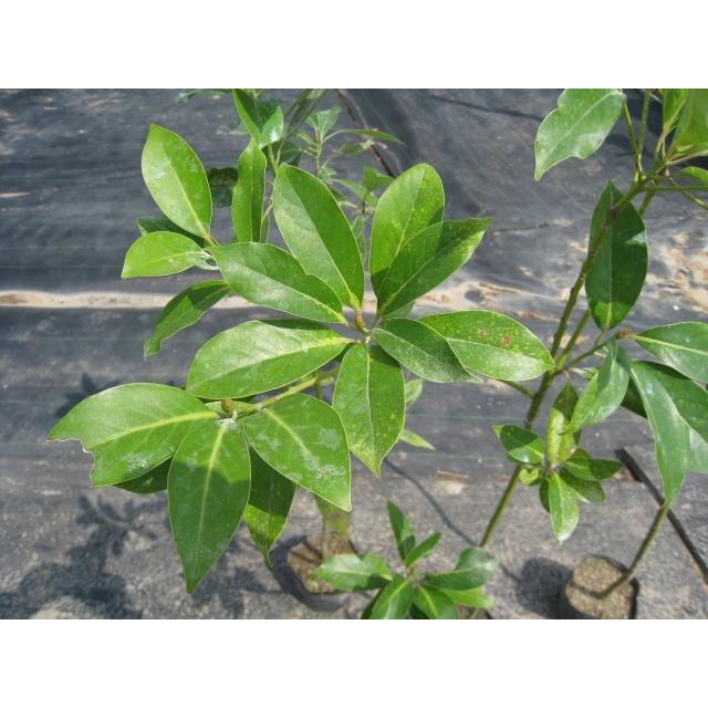 タブノキ 0 3m10 5cmポット 1本 翌日出荷 1年間枯れ保証 山林苗木 トオヤマグリーン 通販 Yahoo ショッピング