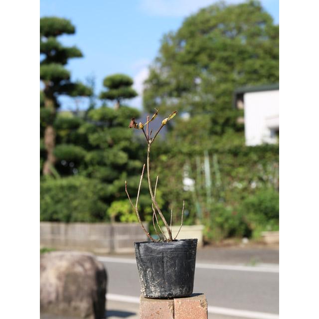 50 Off レンゲツツジ 0 1m10 5cmポット 10本セット 送料無料 1年間枯れ保証 低木 珍しい Nicmosul Org