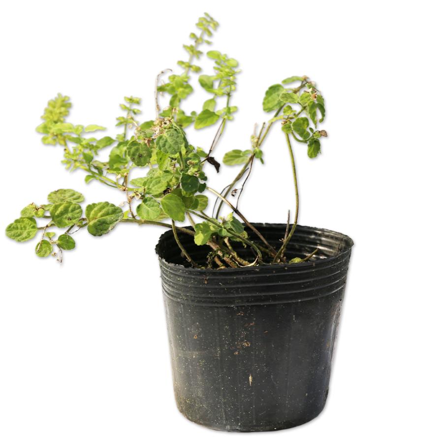 タツナミソウ 9 0cmポット 1本 1年間枯れ保証 山野草 トオヤマグリーン 通販 Yahoo ショッピング