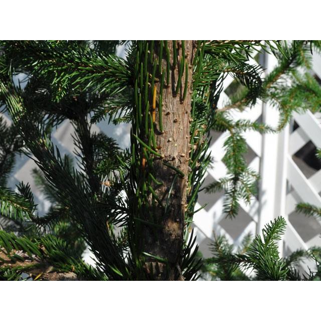 ドイツトウヒ 1 8m露地 1本 1年間枯れ保証 シンボルツリー常緑 トオヤマグリーン 通販 Yahoo ショッピング