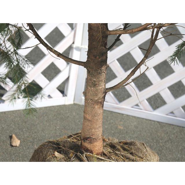 ドイツトウヒ 2 5m露地 1本 1年間枯れ保証 シンボルツリー常緑 トオヤマグリーン 通販 Yahoo ショッピング