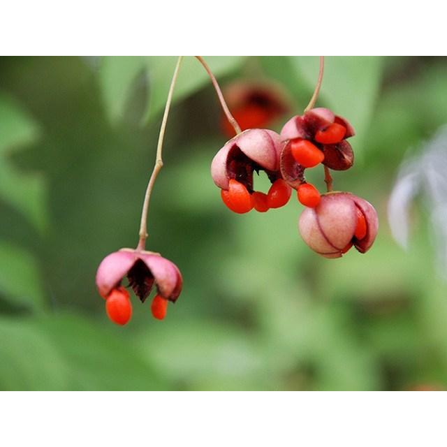 楽天ランキング1位 ツリバナ 1 2m露地 1本 1年間枯れ保証 山林苗木 Web限定 Www Muslimaidusa Org