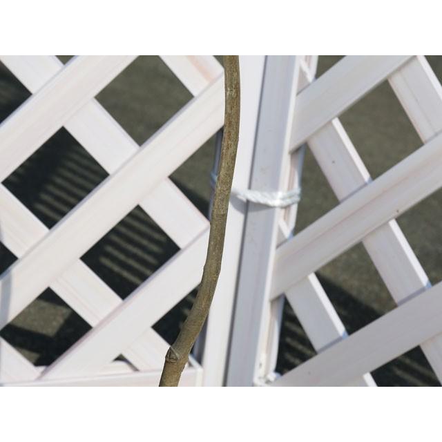 楽天ランキング1位 ツリバナ 1 2m露地 1本 1年間枯れ保証 山林苗木 Web限定 Www Muslimaidusa Org