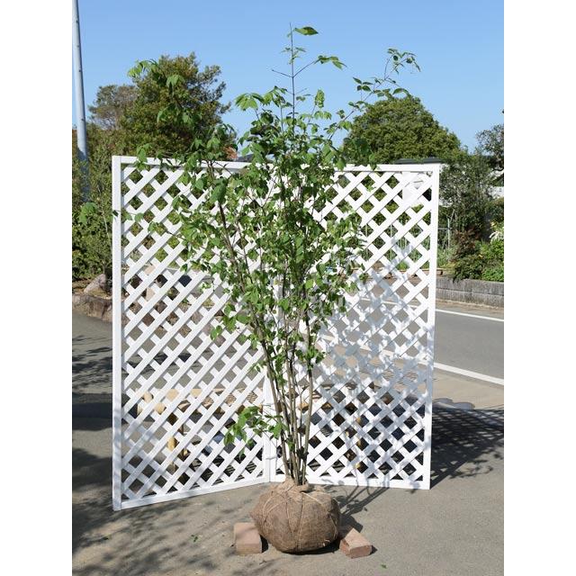 ツリバナ株立ち 2 3m露地 1本 1年間枯れ保証 雑木 トオヤマグリーン 通販 Yahoo ショッピング